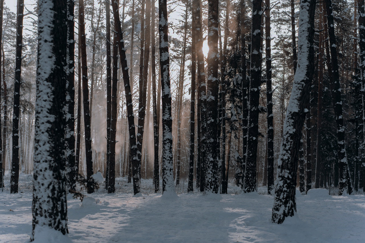 5 ways to rewild yourself in winter thorn and claw