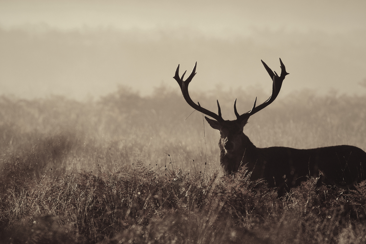 How to Celebrate the Autumn Equinox: Rituals, Traditions & Folklore