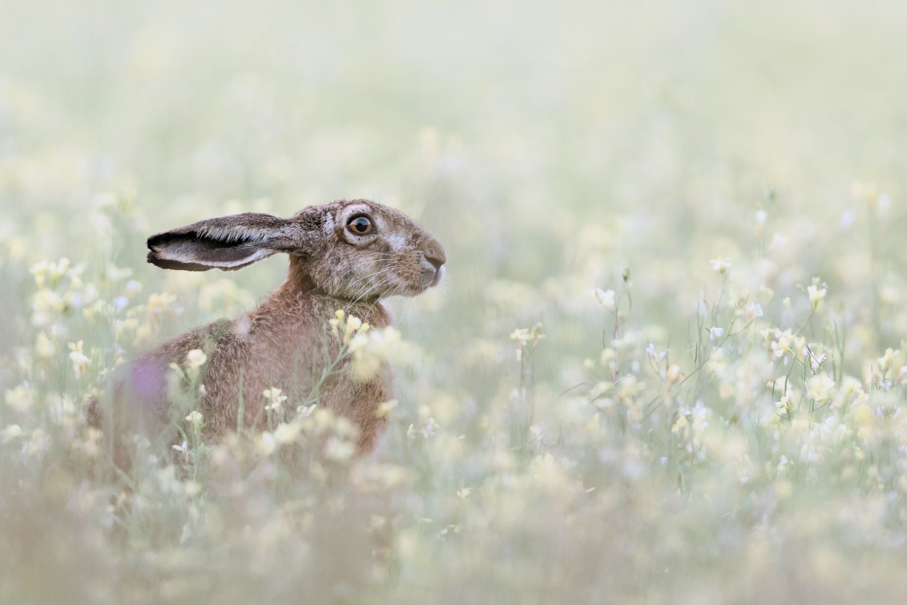How to Celebrate Ostara: The Spring Equinox