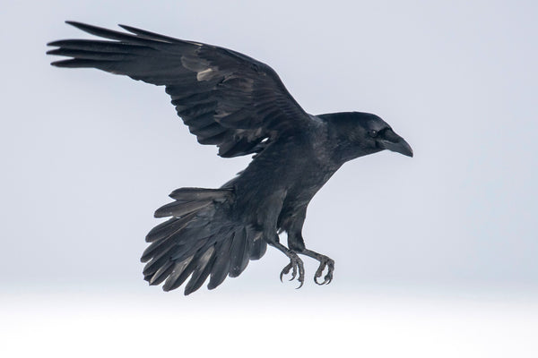 The symbology and meaning of ravens
