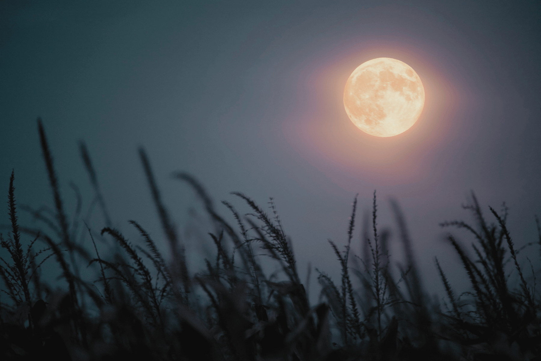 Lughnasadh Rituals & Folklore: Celebrate the First Harvest