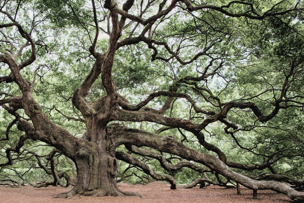 Oak Symbolism and Meaning