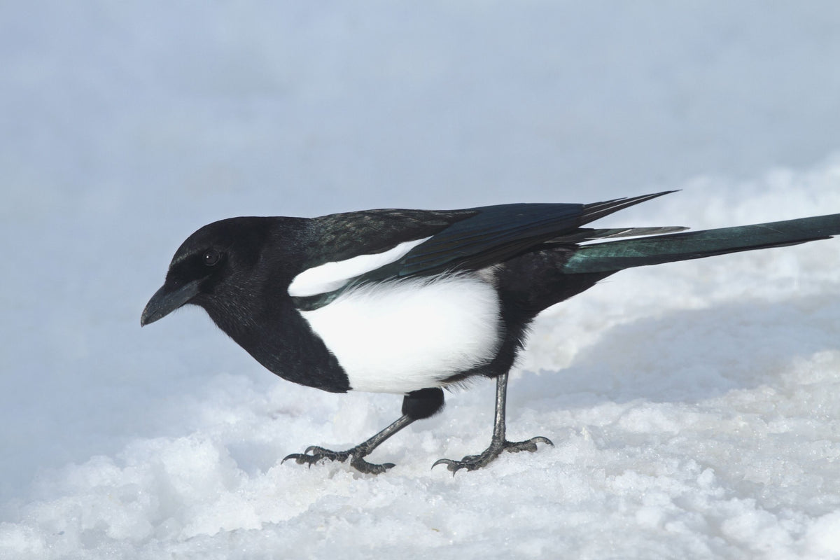 Magpie meaning and symbology