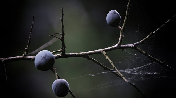 Blackthorn Meaning And Symbolism